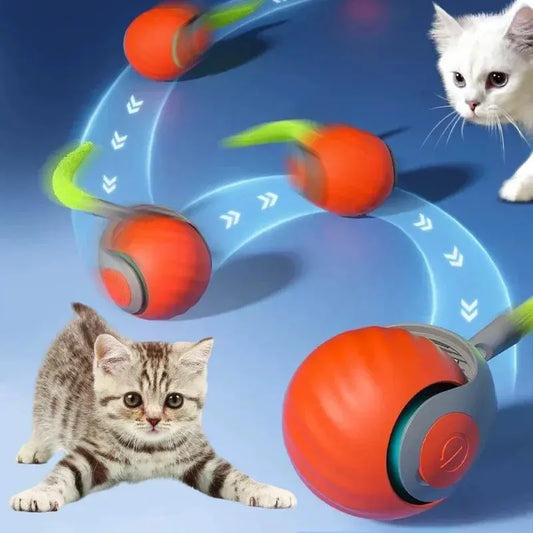 Speedy Cat Activity toy Shop Mart Local